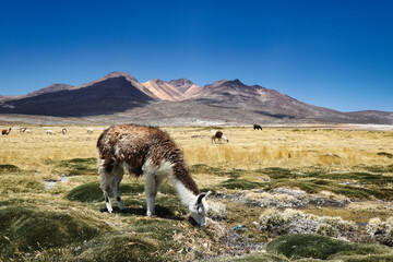 Alpaca , Llama in Peru altiplano. Aguada Blanca - Aguadablanca, Wild animals 