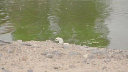 a white heron walking through shallow lake water to catch fish and eat fish in a lagoon during cloudy day