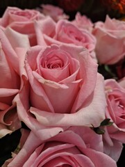 Розы,розовые,цветы,флора,красота