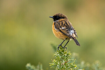 Stonechat bird perched on yellow gorse in glorious sunshine with beautiful background