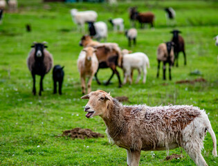 Kleine Schafherde auf einer Weide im Frühjahr