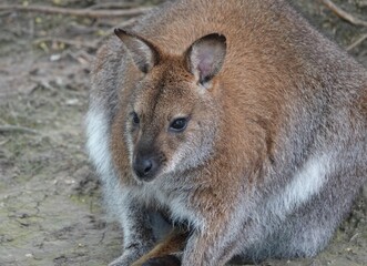 Un wallaby