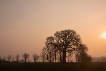 Baumbestattung,  Waldbestattung, Naturbestattung, Ruheforst, Waldfriedhof	