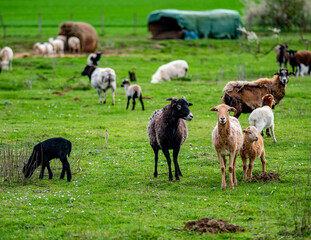 Kleine Schafherde auf einer Weide im Frühjahr