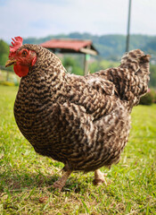 Gallina doméstica