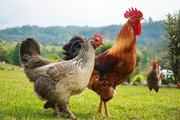 Gallo y Gallina