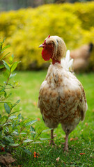 Gallo