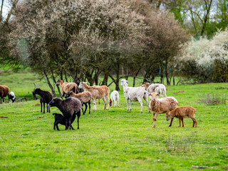Kleine Schafherde auf einer Weide im Frühjahr