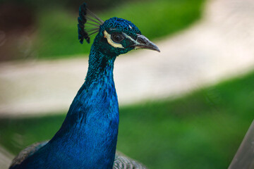 Obraz premium Pavo Real Azul