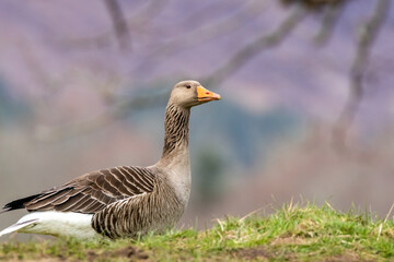 Greylag goose in a field grazing on the grass