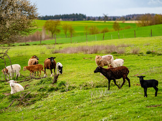 Fototapeta premium Kleine Schafherde auf einer Weide im Frühjahr