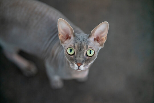 Gray sphinx cat posing