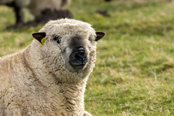 White, woolly sheep with black ears and black nose with funny face