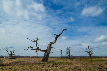 Dęby na Lęgach Rogalińskich, stare dęby rogalińskie © fotozen