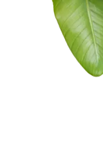 Plexiglas foto achterwand High angle view of green leaf  © vectorfusionart