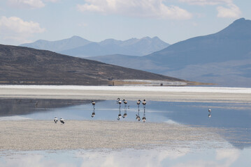 Mountain reflection in salt flat Flamingos . Salinas Peru Aguada Blanca. Salt Flats Peru. 