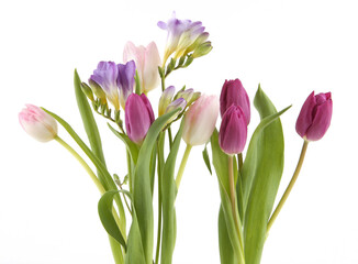 Flowers Tulip and Freesia isolated on white background. Bouquet of purple pink spring flowers.