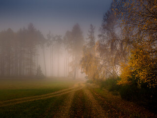 Magical foggy gloomy landscape with trees
