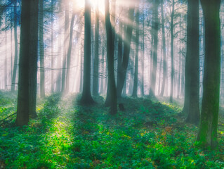 Foggy forest with sun rays