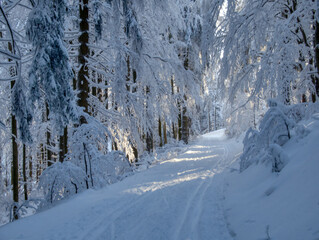 Winter landscape with fresh snow covered trees