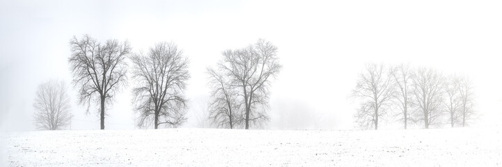 Tree line panorama on a foggy winter day