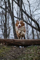 Naklejka na ściany i meble Australian Shepherd dog of brown color with white muzzle quickly runs forward and jumps over log, front view. Energetic dog walk. Concept pets actively and have fun outside in forest in early spring.