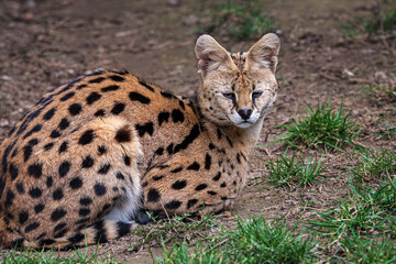 Serval is lying in the grass, Leptailurus serval