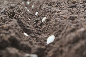 Planting pumpkin seeds in fresh dark soil. Closeup. Preparation for garden season in early spring.
