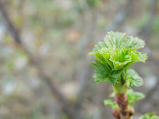 Young blackcurrant leaves, the first tender spring leaves on a tree branch. Currant shrub grows outdoors