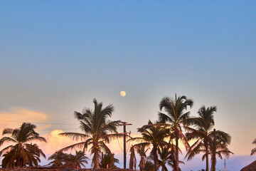 Fototapeta na wymiar palm trees at sunset with moon on the sky in barra de coyuca, acapulco guerrero 