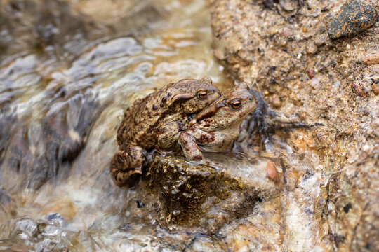 mating toads in spring, a pair of male and female toads in the water