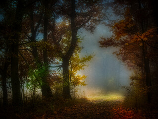 Fototapeta premium Mysterious foggy forest