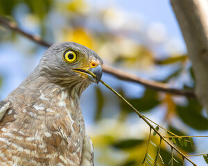 Eagle perched on a tree branch