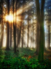 Foggy forest with sun rays