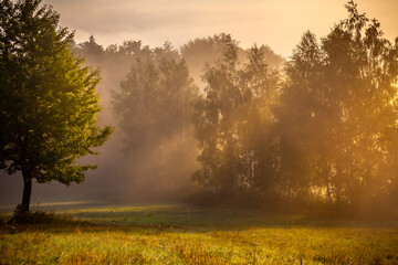 Magical meadow and forest in the morning