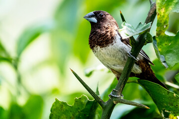 bird on a branch from Rajkandi forest sylhet Bangladesh