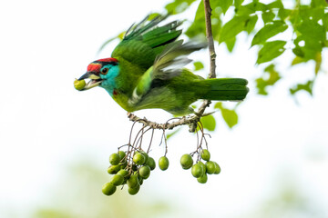blue throated barbet on a branch from Rajkandi forest sylhet Bangladesh