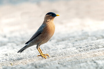 Brahminy starling bird on a branch from Rajkandi forest sylhet Bangladesh
