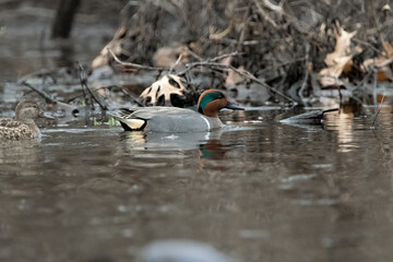 Male and female green-winged teal duck in water.