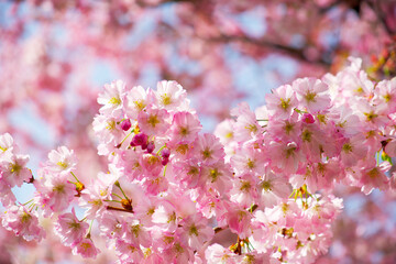 blooming sakura on a sunny day