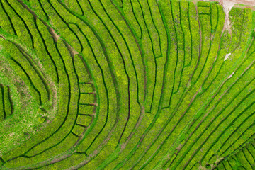 Fototapeta premium Aerial view of Gorreana, the oldest, and nowadays the only tea plantation in Europe, located in Sao Miguel island, in the azorean archipelago of Portugal