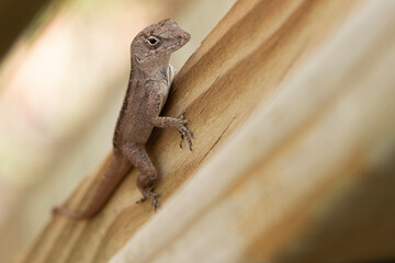 Gecko on a fence