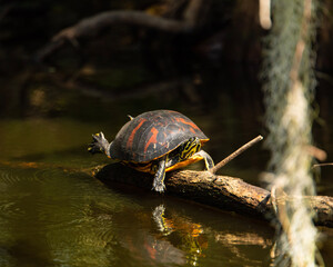 Obraz premium Painted turtle in the Florida swamps