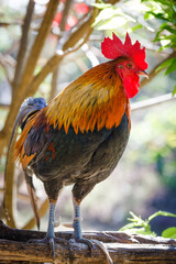 Thailand rooster in the farm