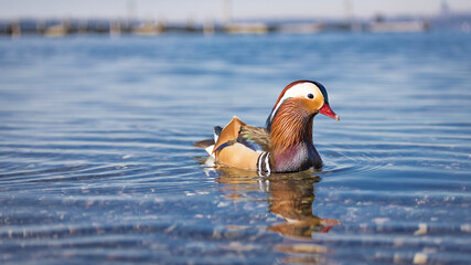 Mandarin duck on the water