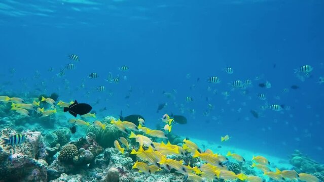 School of Sergeant fishes and bluestripe snapper swimming over tropical coral in coral garden in reef of Maldives island in wide angle video camera mode