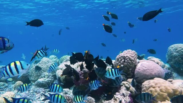 Sergeant fishes, surgeonfishes and triggerfishes are in a feeding frency between tropical corals in coral garden in reef of Maldives island in wide angle video camera mode