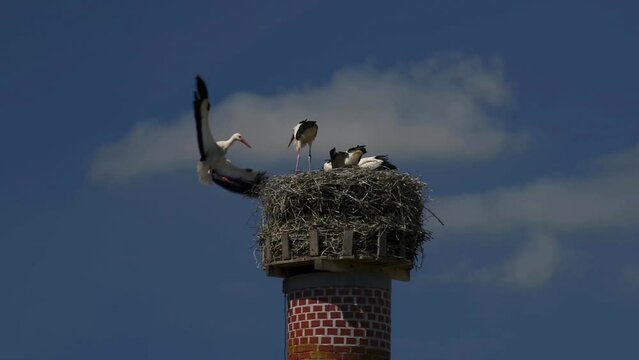Wei&szlig;storchpaar f&uuml;ttert seine Kinder in einem Stocknest auf einem Schornstein