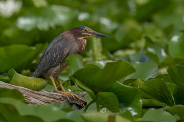 Green heron fishing
