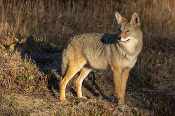 Coyote into the wild